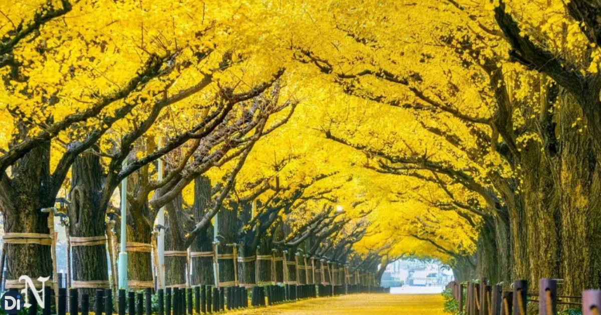 Best Time to Visit Yellow Springs Road