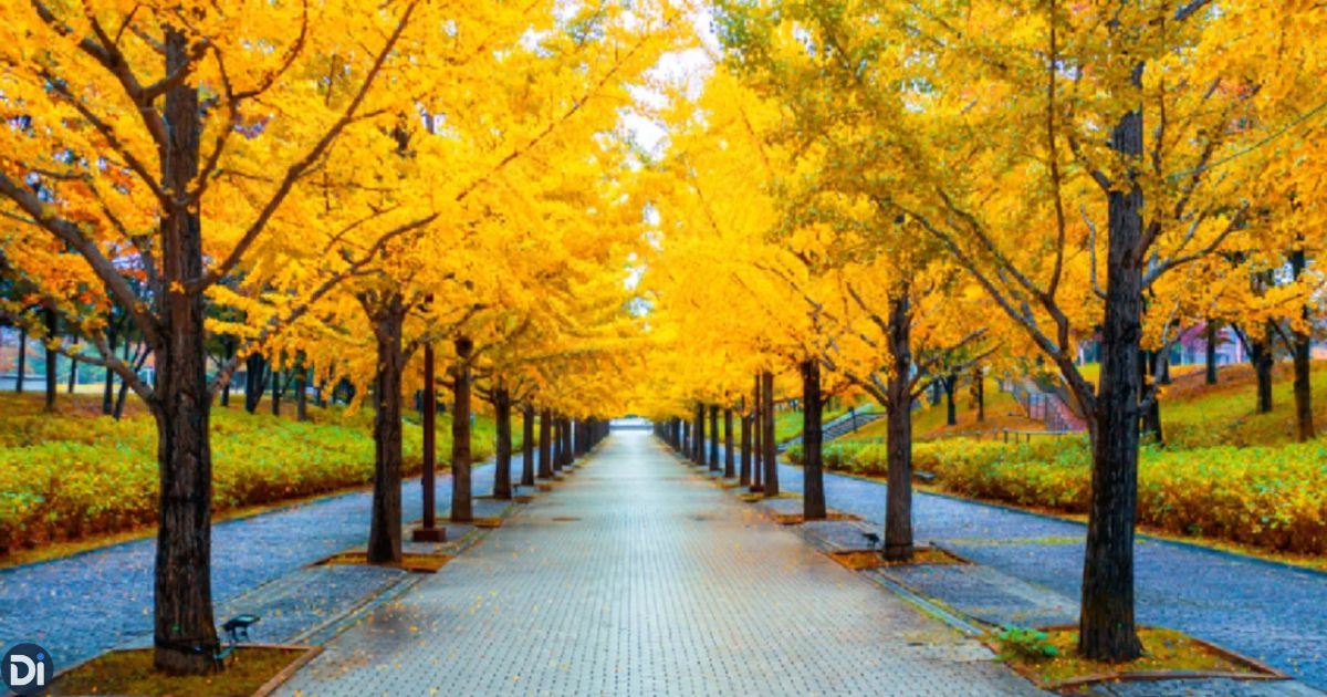 Yellow Springs Road Japan – A Complete Guide to Cherry Blossoms, History, Culture & Travel