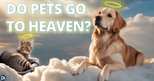 Do Animals Go to Heaven? What the Bible Really Says About Pets and Eternity