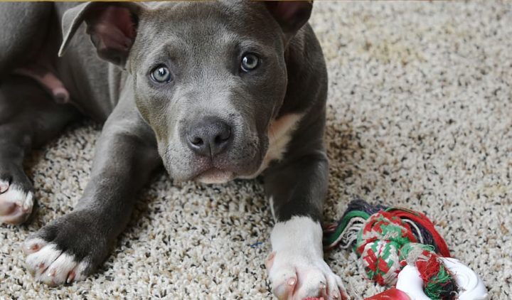 Blue Nose Pitbull