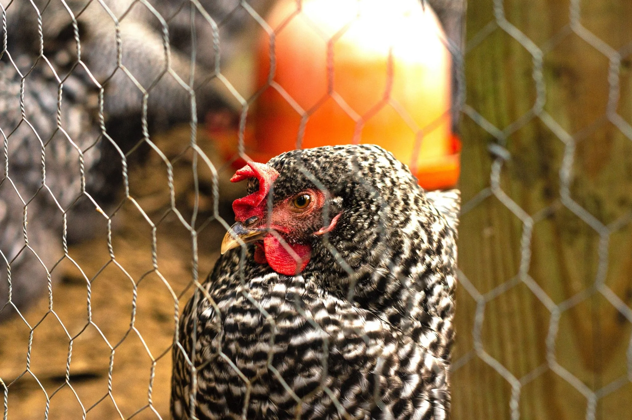 chicken wire