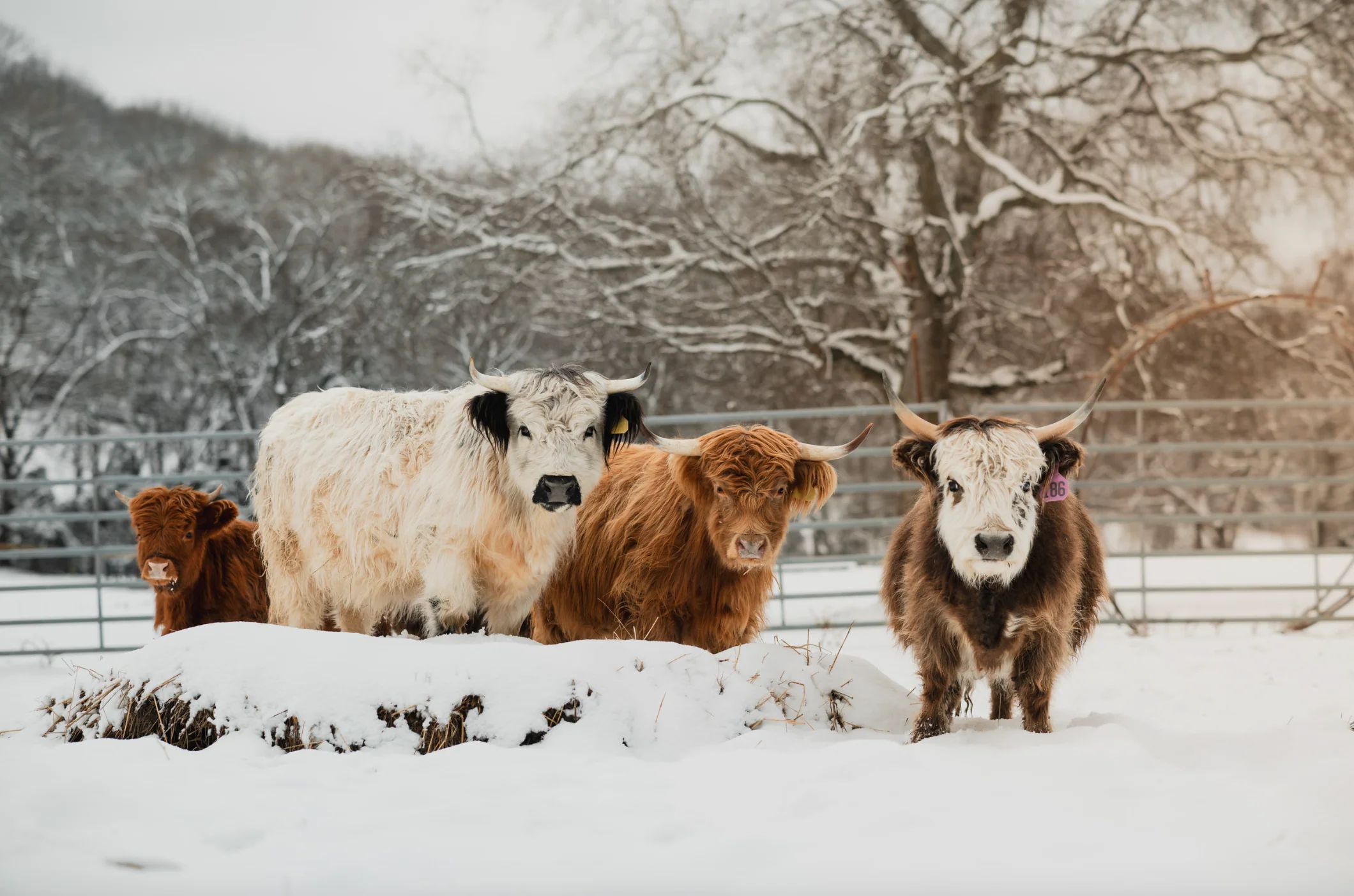 cows, mini