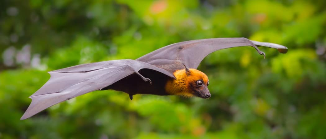 Fruit Bat